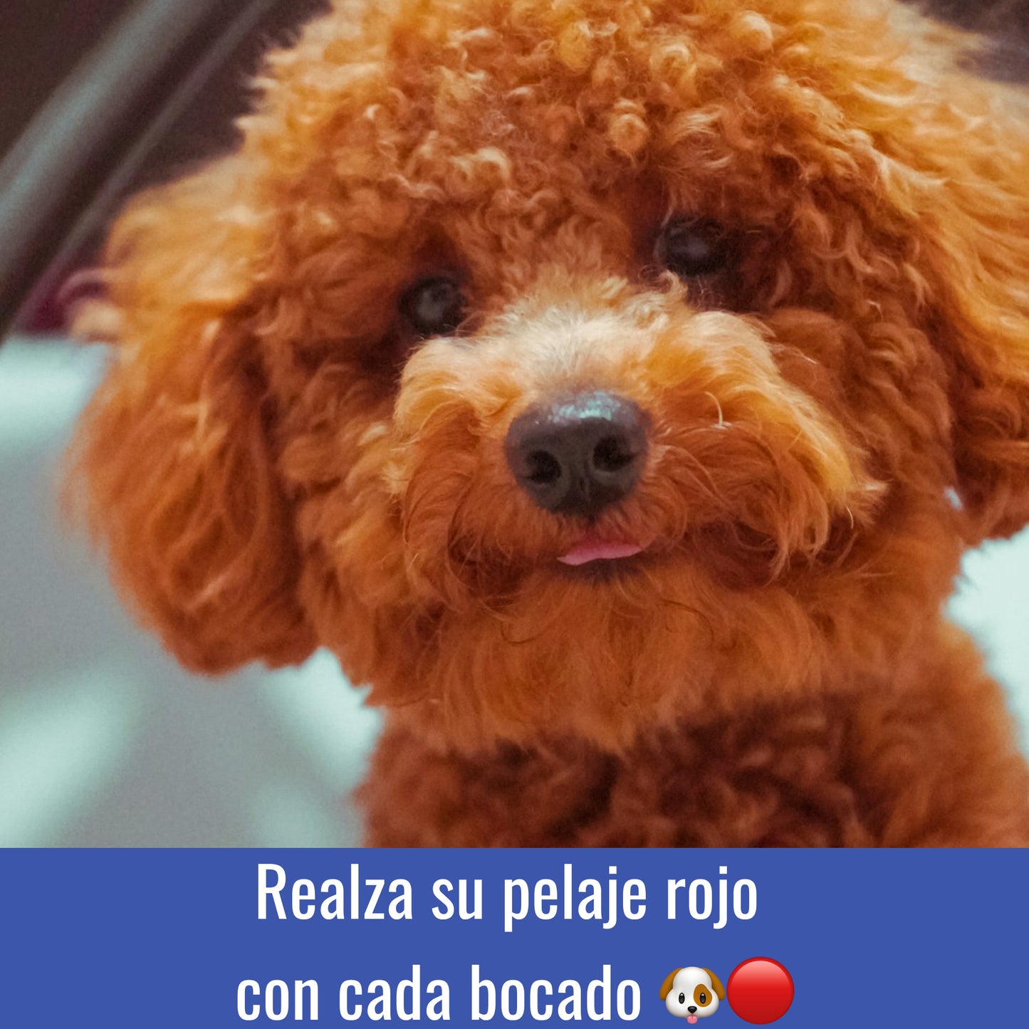 Snacks Para Pelajes 120ud