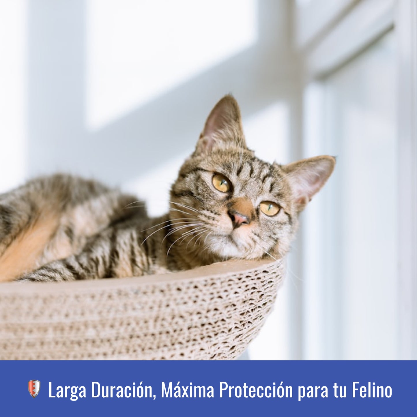 Collar Antiparasitario para Gatos