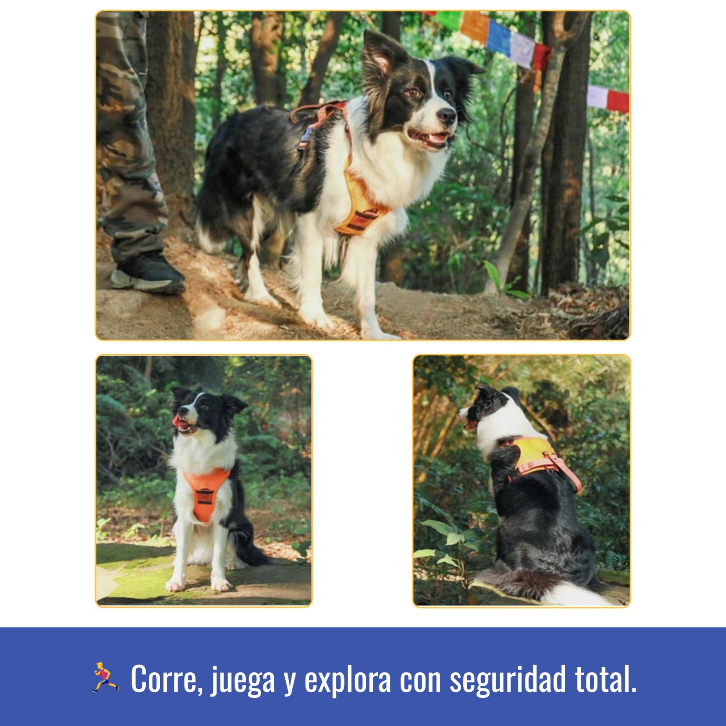 Arnés con correa extensible