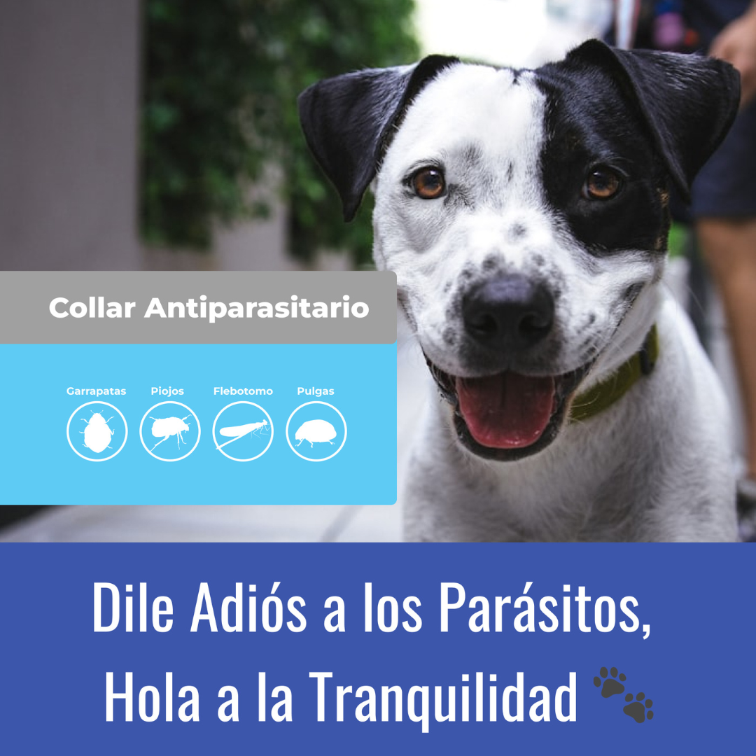 Collar Antiparasitario 100% Natural