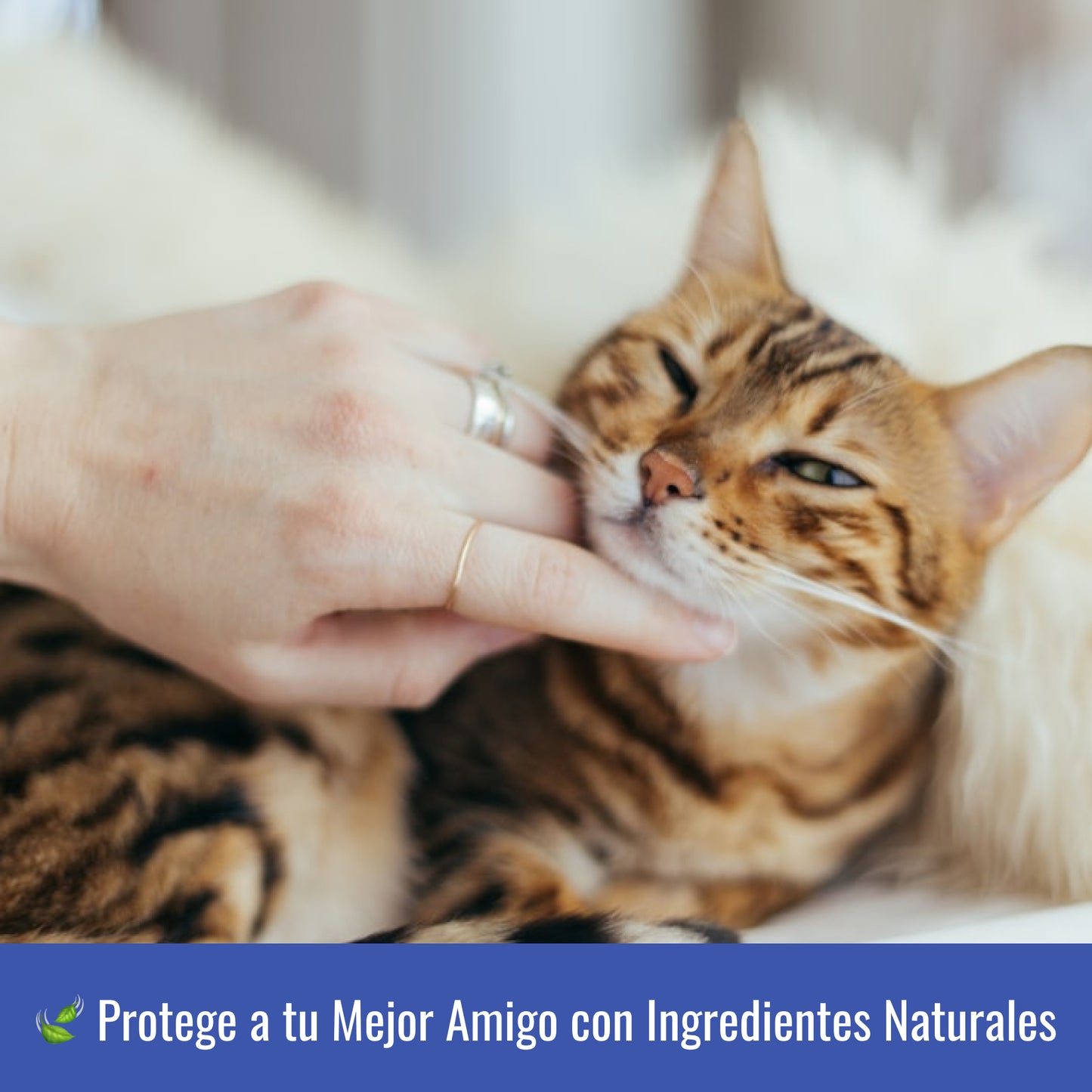 Collar Antiparasitario para Gatos