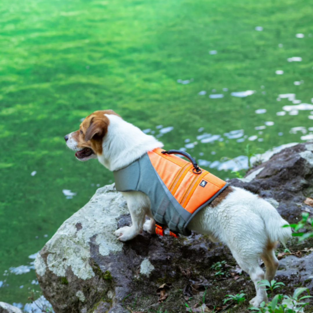 Chaleco Salvavidas para Perro
