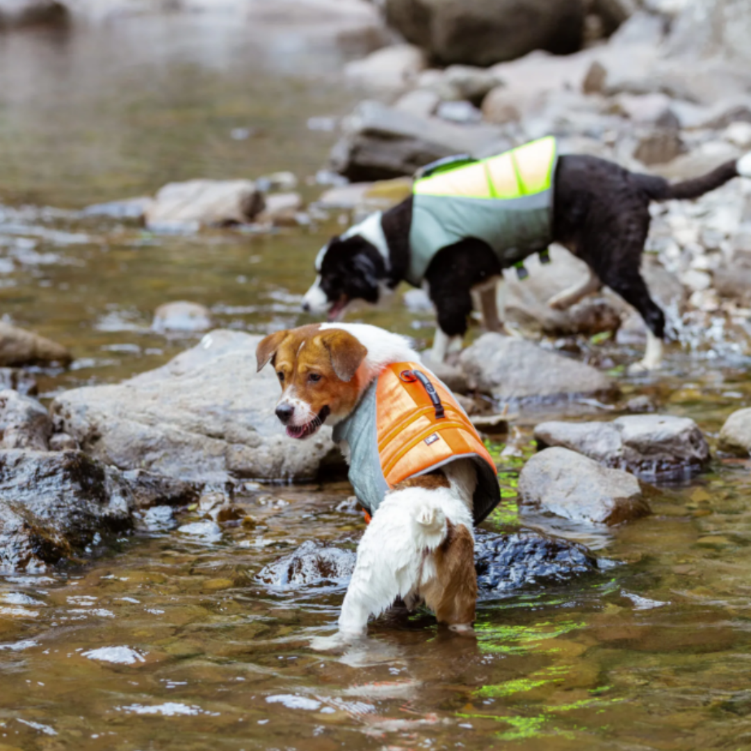 Chaleco Salvavidas para Perro